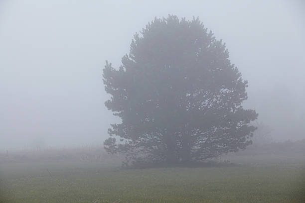 amrum (niemcy)-drzewo w mgły - north sea audio zdjęcia i obrazy z banku zdjęć