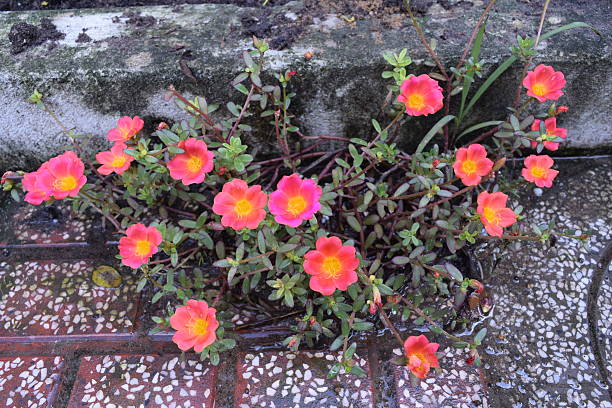 istock Pink flowers at the roadside 494001114