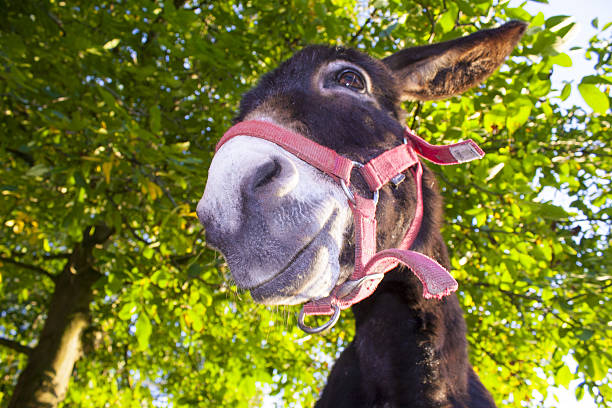 engraçado burro com luz de fundo na meadow - herbivorous close up rear end animal head - fotografias e filmes do acervo