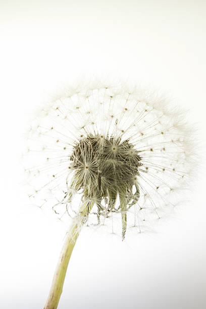 istock macro of an overblown fluffy dandelion 494001278