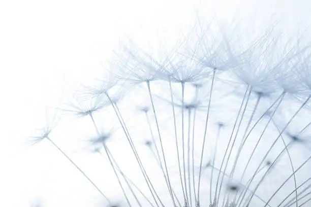 Photo of macro of an overblown fluffy dandelion