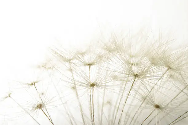 Photo of macro of an overblown fluffy dandelion