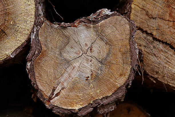 istock Amrum (Germany) - Pile of tree boles 494002448