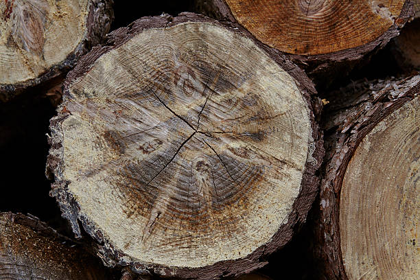 istock Amrum (Germany) - Pile of tree boles 494002788