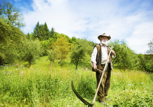 Old farmer with beard using scythe to mow the grass traditionally