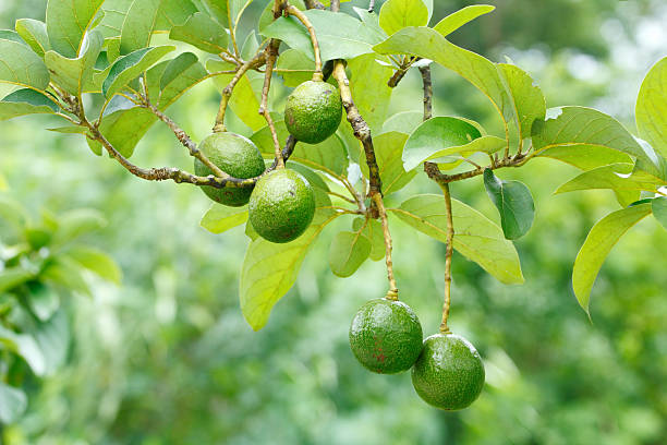 Avocado tree stock photo