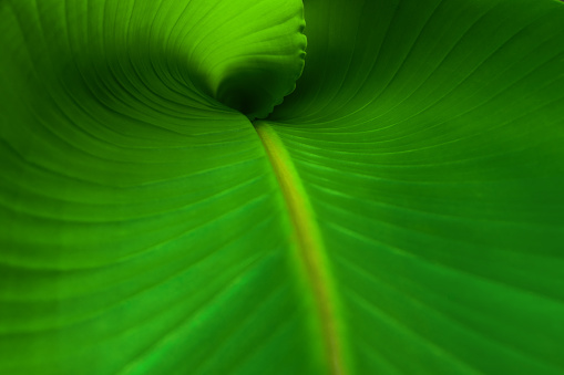 A close up  of a new banana leaf.