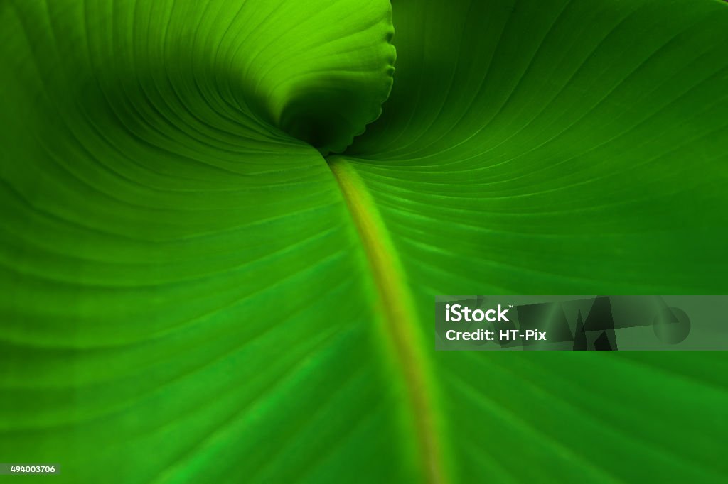 Banana Leaf Close Up A close up  of a new banana leaf. Leaf Stock Photo