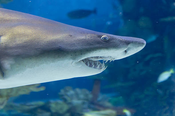 requin - sand tiger shark photos et images de collection