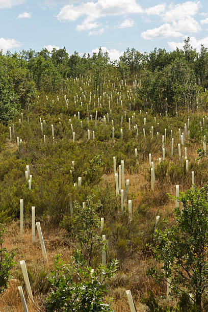 istock Planting trees with protective tubes - Plantacion de Arboles 494005292