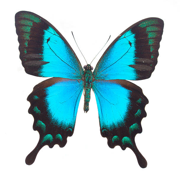 istock Sea Green Swallowtail butterfly 494006240