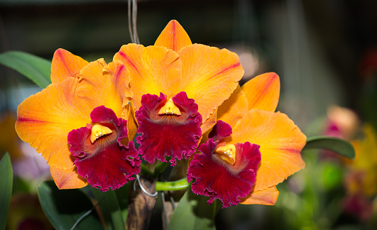 Foto de Híbrido De Laranja E Vermelho Cattleya Orquídea Flor e mais fotos  de stock de 2015 - iStock