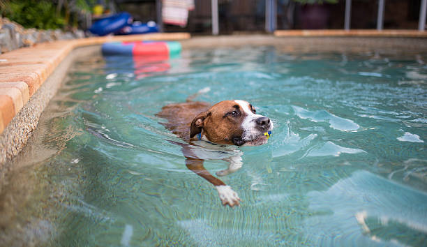 istock Playing with the ball in the pool 494006772