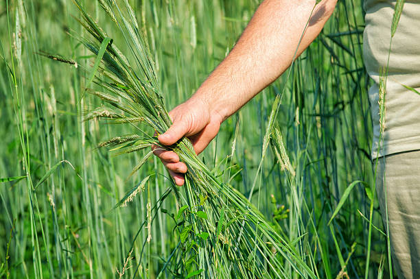 istock Hand of a old man in the field 494007148