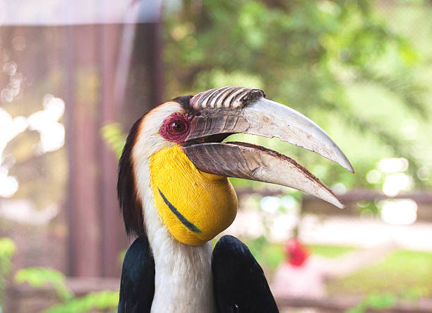 istock Bar-pouched wreathed hornbill 494007696