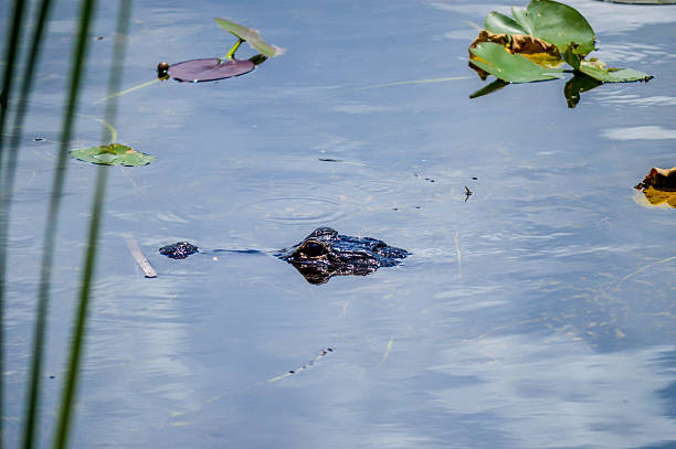 istock Alligator in the swamp 494008362