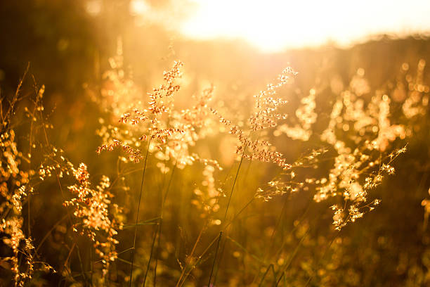 istock field of grass during sunset ,vintage tone 494023314