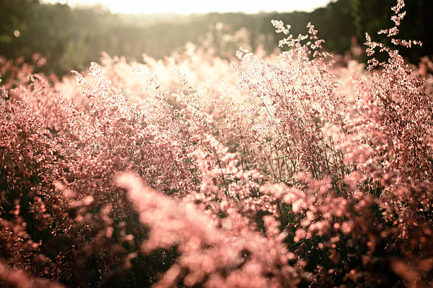 istock field of grass during sunset ,vintage tone 494023394