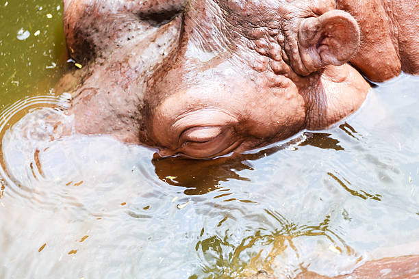 istock The animal name hippo from nature going to farm 494023482