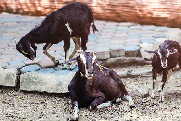 istock the goat is in the farm. 494023606
