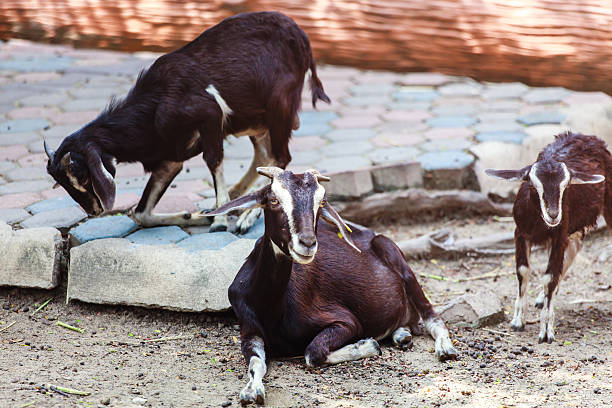 istock the goat is in the farm. 494023666