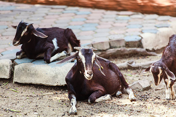 istock the goat is in the farm. 494023776