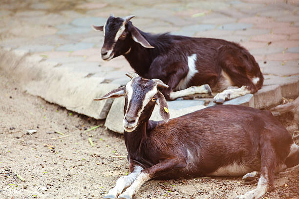 istock the goat is in the farm. 494023922