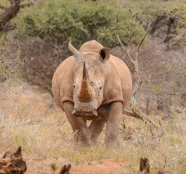 istock White Rhino Portrait 1 494024018