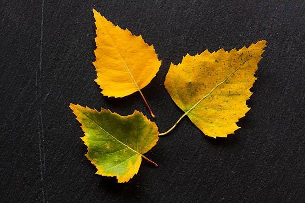 istock Autumn background with colored leaves on dark stone background 494025118