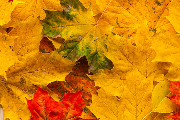istock Autumn background with colored leaves on dark stone background 494025312