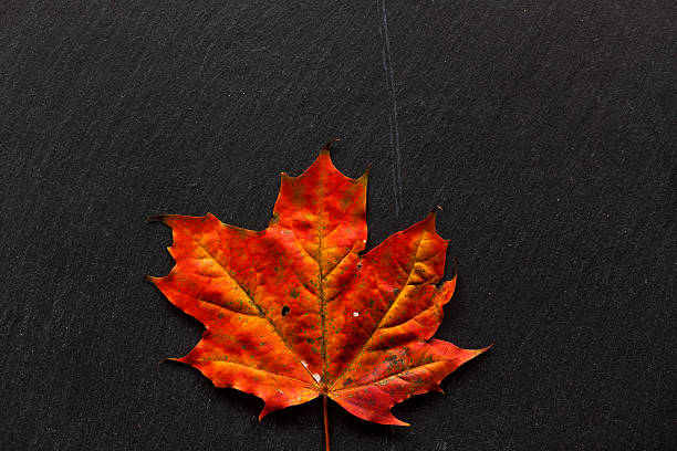 istock Autumn background with colored leaves on dark stone background 494026334