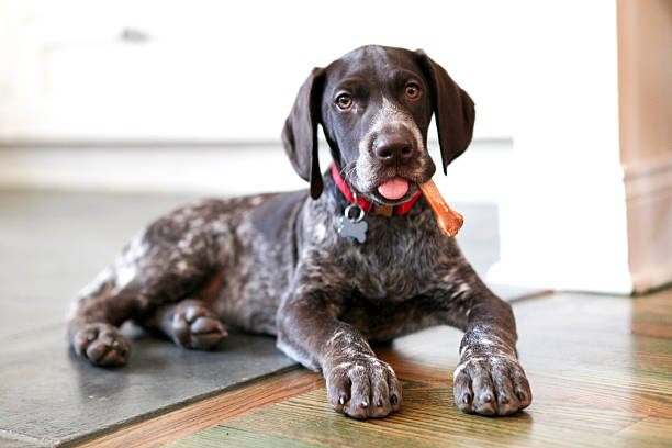 puppy with bone - alman kısa tüylü pointeri stok fotoğraflar ve resimler