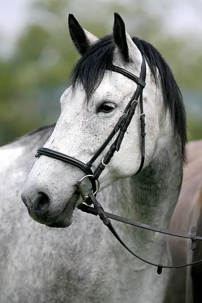 Side view headshot of a fleabitten grey horse with leather harness