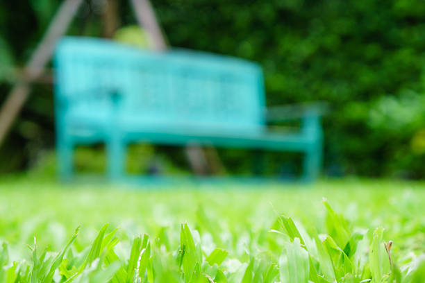 vintage bench in grass garden from low angle shot