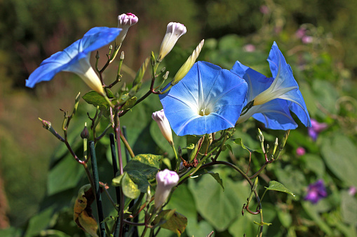 Ipomoea tricolor Heavenly Blue (morning glory) is a species of flowering plant in the family Convolvulaceae. It is an herbaceous annual or perennial twining liana growing to 2–4 m (7–13 ft) tall.