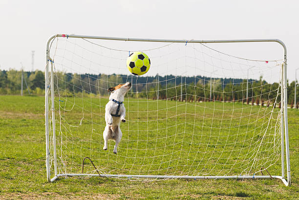 istock Funny dog catching a ball 494031858