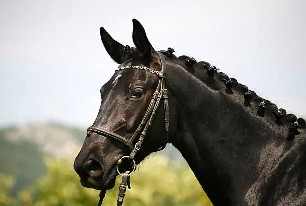 Head shot of a purebred black colored young horse