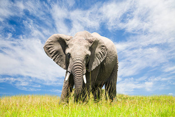 Free African Elephant Free African Elephant serengeti elephant conservation stock pictures, royalty-free photos & images