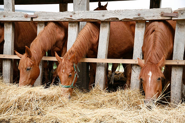 istock Purebred horses eating fresh hay 494033788