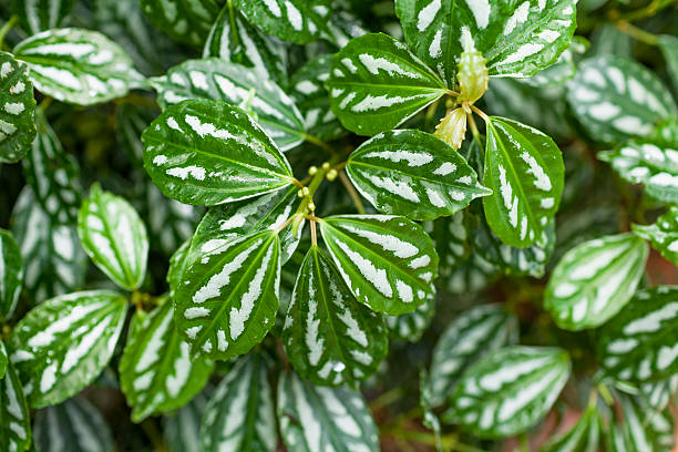 istock Fresh green leaves garden background 494033880