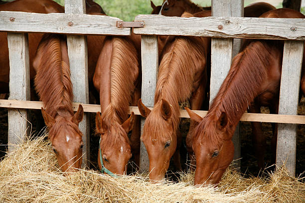 istock Four beautiful foals eating hay rural scene 494034178