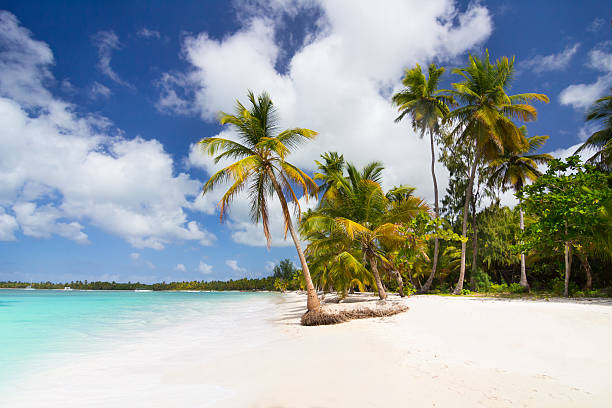 praia tropical, república dominicana - horizon over water white green blue imagens e fotografias de stock