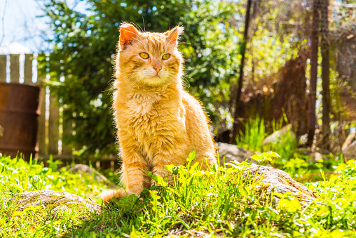 Old and shabby cat in the village resting in the sun. View from the ground level