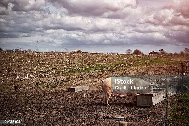 Porca W Leitões Ao Ar Livre - Fotografias de stock e mais imagens de 2000-2009 - 2000-2009, Agricultura, Ajardinado