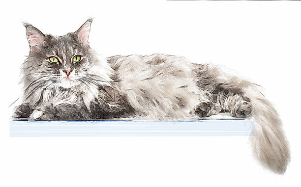 Portrait of maine coon cat, isolated on white background Portrait of maine coon cat on the box, isolated on white background . fur protest stock pictures, royalty-free photos & images