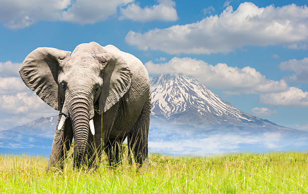 Free African Elephant and mountain Free African Elephant serengeti elephant conservation stock pictures, royalty-free photos & images