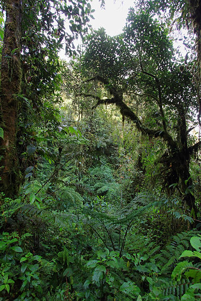 istock Interior of humid cloudforest 494036851