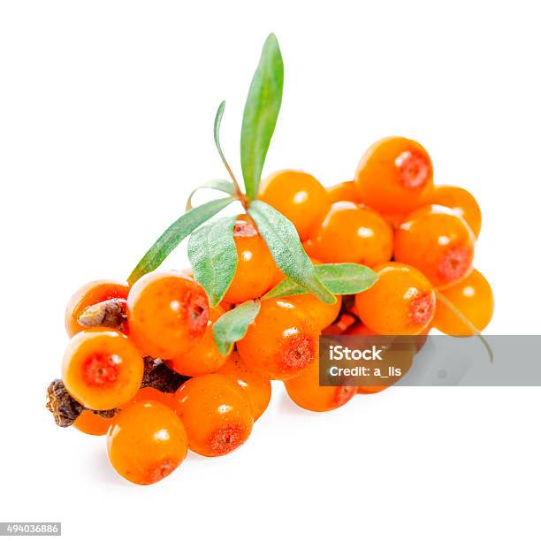 Beautiful Twig Of Sea Buckthorn Berries Is Isolated On White Stock Photo - Download Image Now