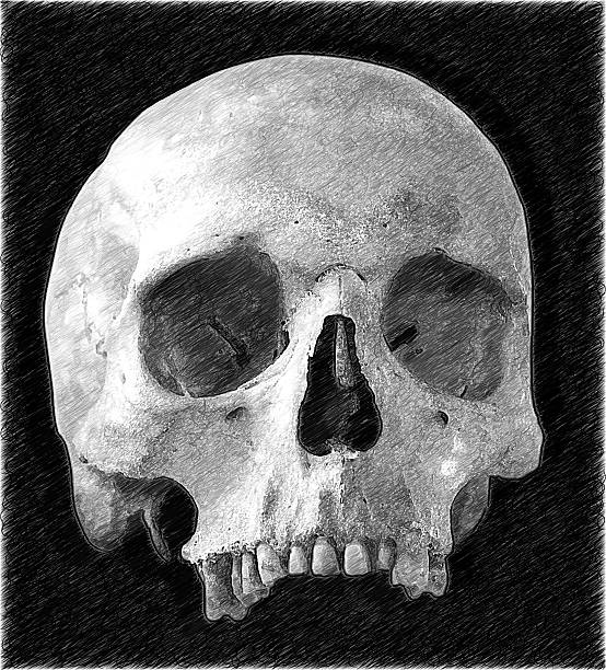 istock Human skull. Illustration in draw, sketch style. 494037026