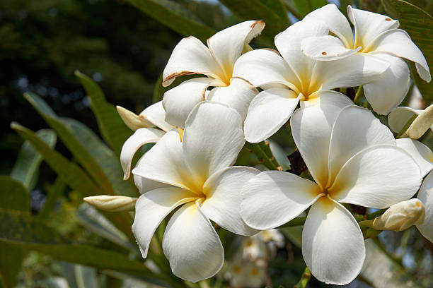 istock Frangipani bloom in sunny day 494037604
